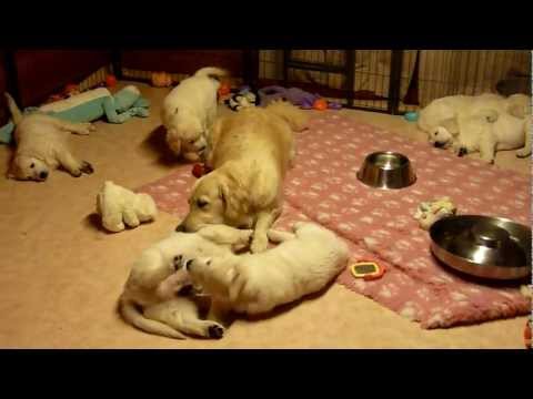 Golden Retriever Mum educating her puppies aged 7 weeks